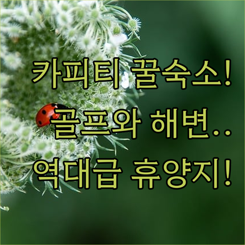 뉴질랜드 카피티 코스트 숙소 추천 골프와 해변 산책을 즐기기 편한 휴양지
